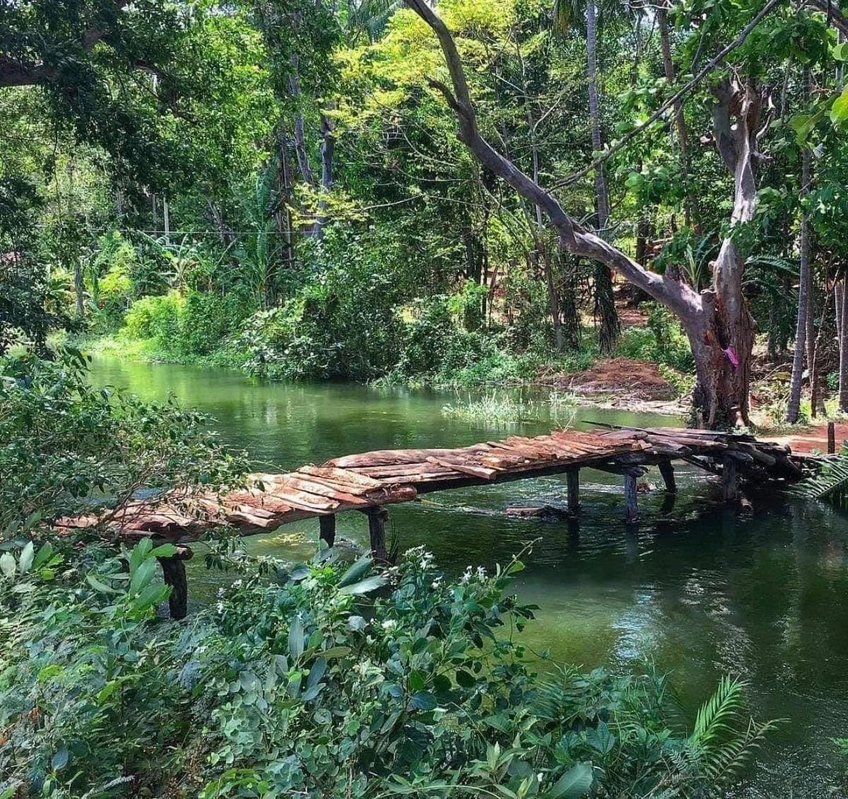 Eco-Friendly Sri Lanka