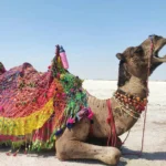 The Rann of Kutch: Where the Earth Glitters White and Stories Echo in Silence